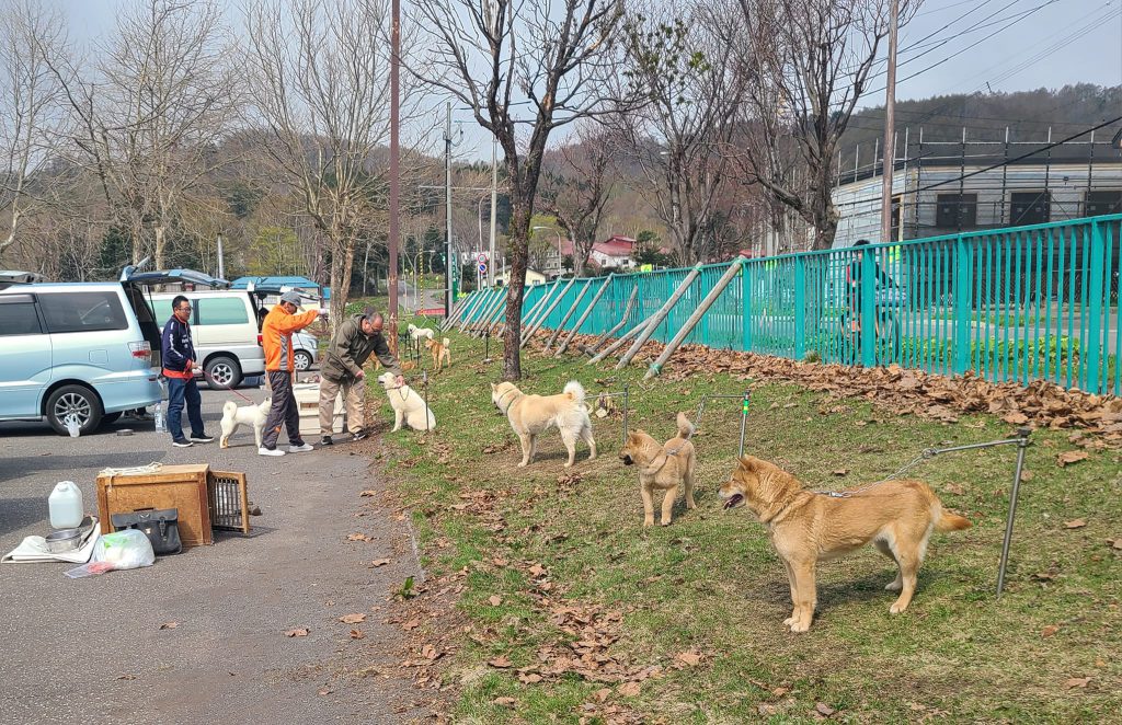 天然記念物 北海道犬第37回倶知安支部展覧会。